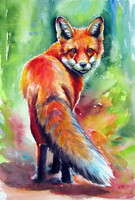 Red fox III -  watercolor painting - Róka III  -akvarell festmény