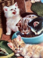 Gyűjtöi cicás tányér