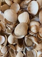 Egy csomó tengeri kagyló.Szép állapotban. Hátha valaki gyűjti őket.