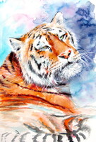 Resting tiger II - watercolor painting/ Pihenő tigris II-   akvarell festmény