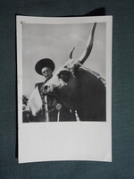 Képeslap,Budapest,Mezőgazdasági kiállítás,szarvasmarha látkép,részlet, 1956-