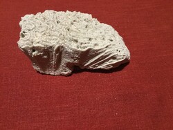 Brain korall fosszilia az Atlanti -óceán , Florida Key West partjáról, 513 gr.