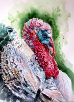 Kovács Anna Brigitta:Turkey-  watercolor painting - Pulyka -akvarell festmény