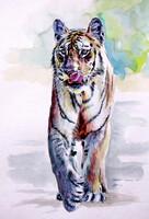 Kovács Anna Brigitta: Collarwali Mataram tiger -  watercolor painting - Collarwali Mataram tigris