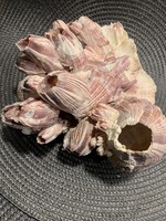 Akváriumi dekoráció / Tengerimakk / Megabalanus