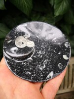 Ammonitesz tál, őskövület