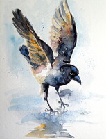 Crow on ice-  watercolor painting -Varjú a jégen  - akvarell festmény