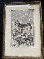 Quagga, Kwagga kihalt állat 1790-1800 acélmetszet