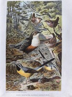 RITKA ANTIK TERMÉSZETRAJZI KROMOLITOGRÁFIA – Hegyi billegetők, vízirigó, ökörszemek – eredeti, gyűjt