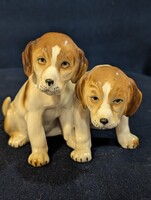 Beagle kutyapár