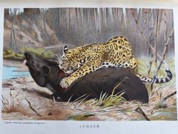 JAGUÁR – 19. század végi színes kőnyomat