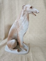 Hollóházi Agár Ritka nagy méret