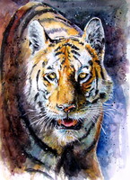 Collarwali Mataram  tiger II -  watercolor painting - Collarwali Mataram tigris II akvarell festmény