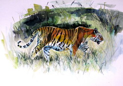 Collarwali Mataram  tiger II -  watercolor painting - Collarwali Mataram tigris  - akvarell festmény