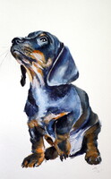 Dachshund puppy -  watercolor painting - Kölyök tacskó -akvarell festmény