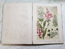 Antik ritkaság:Hoffmann-Wagner Magyarorszég virágos növényei.(1904), színes táblákkal-LAKÁSKIŰRÍTÉS