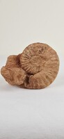 Ammonitesz fosszilia (T:249)