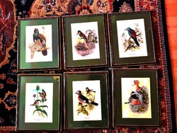 Gyünyörű képek madarakról. Díszíti a lakást, különösen ha valaki kedveli a kis szárnyasokat.