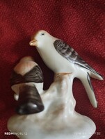 Madár páros gyönyörű