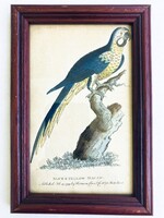 Kéksárga arapapagáj - ornitológia, madarat ábrázoló kézzel színezett antik rézmetszet, 1799