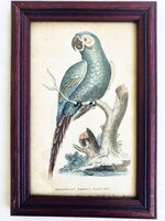Barnahomlokú arapapagáj - ornitológia, madarat ábrázoló kézzel színezett antik rézmetszet, 1799