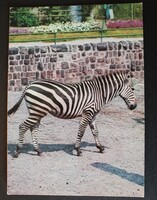 Képeslap, Állatok, Zebra, fotó:Gál Lajos