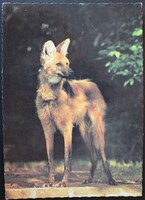 Képeslap,Állatok, Sörényes farkas , fotó: Kapocsy György