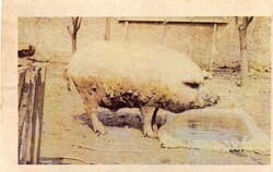 Képeslap: Állatok, malac, sertés.