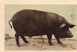 Képeslap: Állatok, malac, sertés.