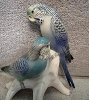 ENS parrot pair.
