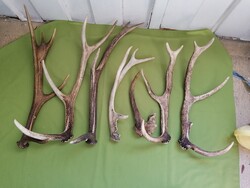 5,5 KG, 7 DB SZARVAS  AGANCS   TRÓFEA