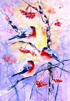 Bullfinches- watercolor painting /Süvöltők - akvarell festmény