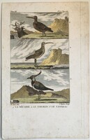 Szalonka, póling és bíbic metszet - kézzel színezett madártani, ornitológiai rézmetszet, 1822 körü