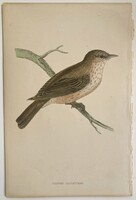 Szürke légykapó metszet - kézzel színezett antik madártani, ornitológiai metszet, 1815–1822 körü