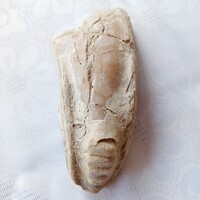 Foszília- kőzet