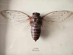 Különleges Óriás Énekeskabóca preparátum üvegezett keretben - Cicada Malaysia (Gyönyörű állapot!)