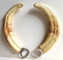 Authentic African Warthog Tusk Bottle Opener