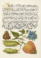 Mira Calligraphiae Monumenta antik kézirat kalligráfia reprint, növény borsó lepke virág nyomat