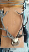 Kapitális gímszarvas trófea – 6,15 kg / 90 cm szárhossz / 23 cm rózsakerület!