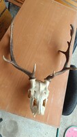 Klasszikus formájú gímszarvas trófea (1,7 kg) – 15 cm rózsa / 53 cm ív / Sokágú, teljes