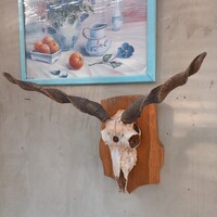 Racka kecske trófea, szarv.