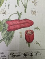 1754-es kézzel színezett rézmetszet (Spanyol Paprika) + Eredeti kódexlapok és Eredetiségigazolás