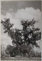 Képeslap, Balatonakarattya 1966, Rákóczi-fa (P9)