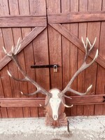 Unique 16-point Trophy