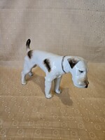 Herendi Foxi kutya,Foxterrier Nagy méret!
