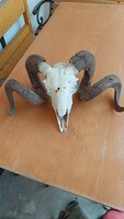 Unique, full skull Racka / ram trophy (2.7 kg) – 68 cm twisted horns / Rustic wall mount
