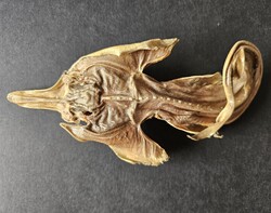 Ritka szárított rája preparátum / Jenny Haniver (10,5 cm) – Wunderkammer kuriozitás