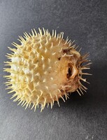 Szárított sünhal preparátum (10,5 cm) – Ritka tengeri Wunderkammer kuriozitás