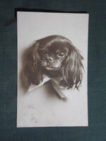 Képeslap,grafikai,fotó művészet,spániel kutya,1913-