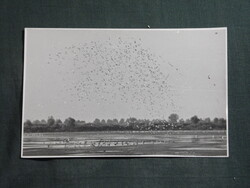 Képeslap,fotó,Szeged,Kiskunsági Nemzeti Park,Fehér-tó,ornitológia,madárvédelmi terület,Sirály,1956-